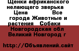 Щенки африканского нелающего зверька  › Цена ­ 35 000 - Все города Животные и растения » Собаки   . Новгородская обл.,Великий Новгород г.